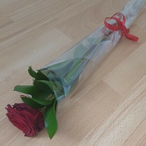 Single Red Rose Valentine