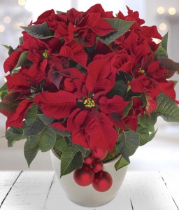 Red Poinsettia