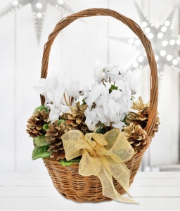 Xmas Cyclamen Basket