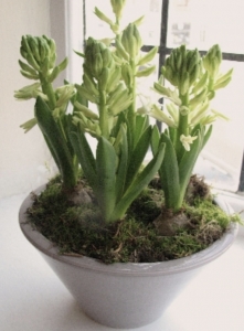 Ceramic Hyacinth Bowl