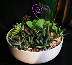 Living Plant Bowl