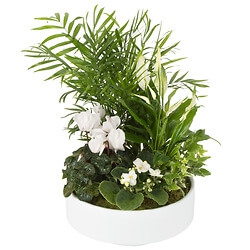  - Arrangement of plants for indoor use in white and green tones with various decorations, accompanied by greenery. This very modern and stylish arrangement will fit in with any interior! 