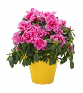  - Azalea’s Plant

