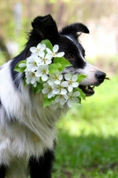 Biggar Blooms