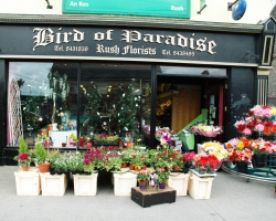 Bird of Paradise