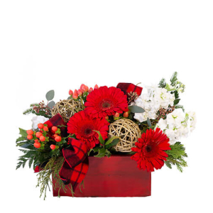  - Blitzen's Blossom Box packs all the joy of the holiday season in a festive wooden container! Jolly red gerberas, white stock, and assorted seasonal greens will have your holiday party rocking this year! Decorate the table with this gorgeous arrangem...