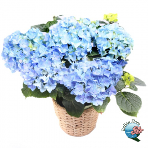  - Blue Hydrangea Plant