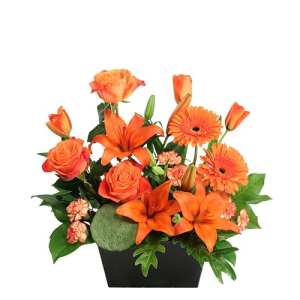  - Bring the warmth of a campfire inside with this bold arrangement! Mini carnations, gerberas, roses, and tulips in shades of orange accented with a lotus pod complete the unique beauty of this arrangement. Nestled in a black wooden box, Bonfire Blaze ...