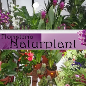 Centro de Jardineria y Floristeria Naturplant S.L