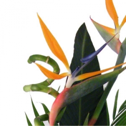 Connemar Florist