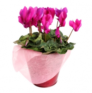  - Colorful cyclamen plant … to give color to your home!

