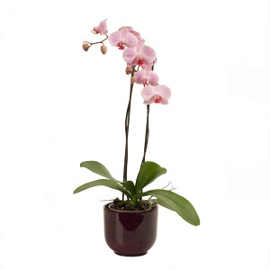 Multi Stem Orchid In Pot