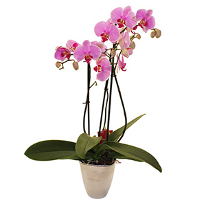 2 Stem Orchid