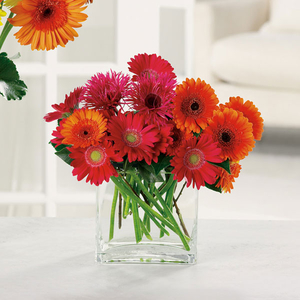 Pink And Orange Gerberas