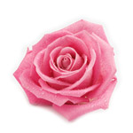 Florist Choice Superior