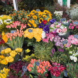 Surrey Flower Shop