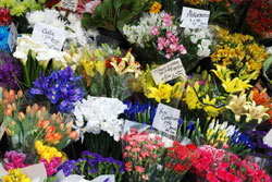 Gisborne Cottage Flowers