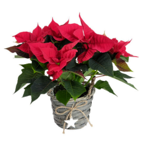 Christmas star