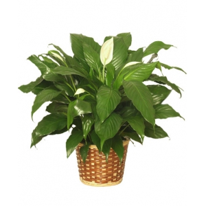 Peace lily