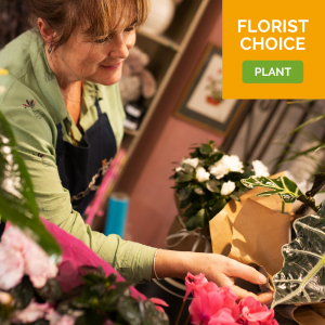 Florist Choice Plant