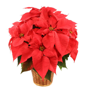 Vibrant Red Poinsettia