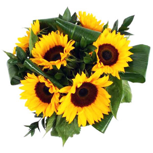 Weekly Special-Sunflowers