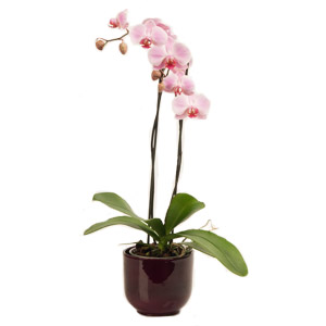 Phalenopsis Orchid Plant