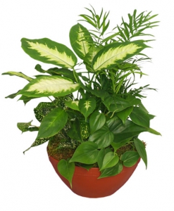  Order Lush Garden flowers