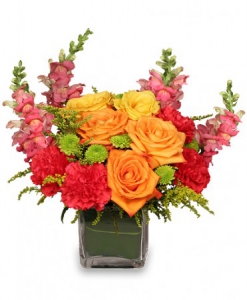  Order Dynamic Colours flowers