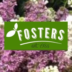 Fosters of Chapel