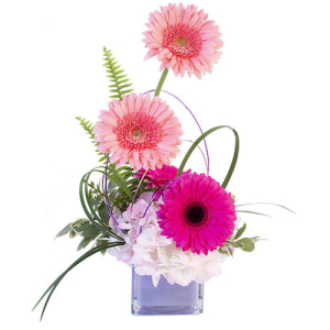  - Gerbera Blush is a sweet arrangement with modern styling! Light and hot pink gerberas tower over a pink hydrangea while lily grass and decorative floral wire create a whimsical flair. They're sure to love this sweet arrangement! Send these blooms today.