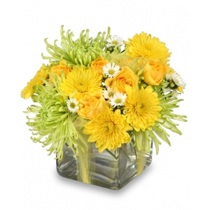  - Fun lime green spider mums, bright yellow spray roses, daisy poms, and white asters are playfully arranged in a modern cube vase. For a petite arrangement that really packs a punch, Lemon-Lime Zest is a refreshing slice of sunshine.


