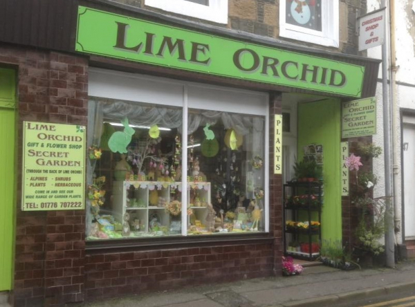 Lime Orchid