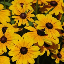 Manor Flowers