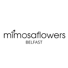 Mimosa Flowers Belfast