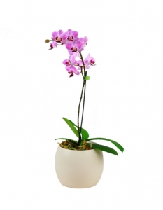  - Fine pink Phalenopsys orchid plant…an elegant gift for occasion to be remembered!

