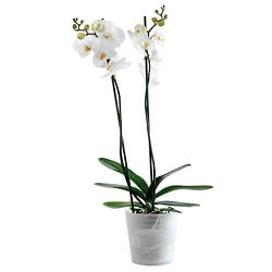 Orchid Plant