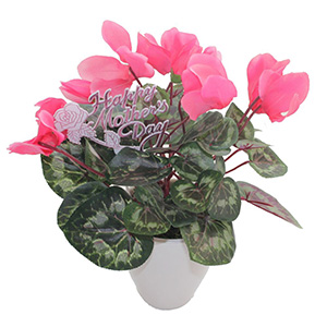 Pink Cyclamen