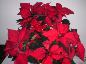 Poinsettia Basket