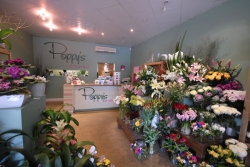 Poppy's Of Thirroul