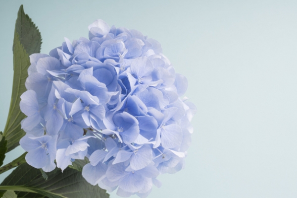 Rona's Flowers