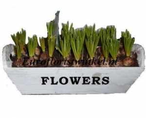 Spring Bulbs In Container