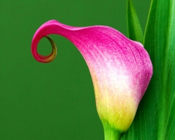 Stems Floral Gallery