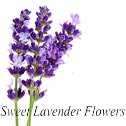 Sweet Lavender Flowers