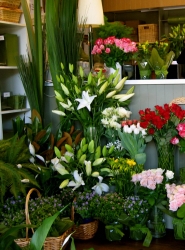 The Little Flower Shop - Wentworth Falls NSW 2782 - Local florists ...