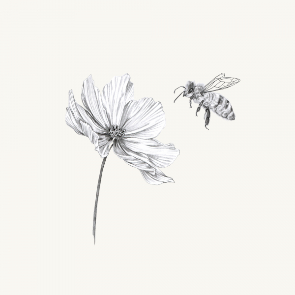 The Wild Bee and Me