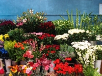 Tropicana Florist