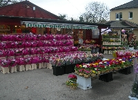Wiltshires Florist Ltd